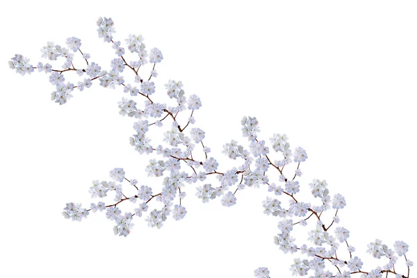 Гілка квітів білого яблука — стокове фото