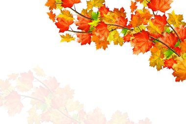 sonbahar yaprakları beyaz arkaplanda izole. 