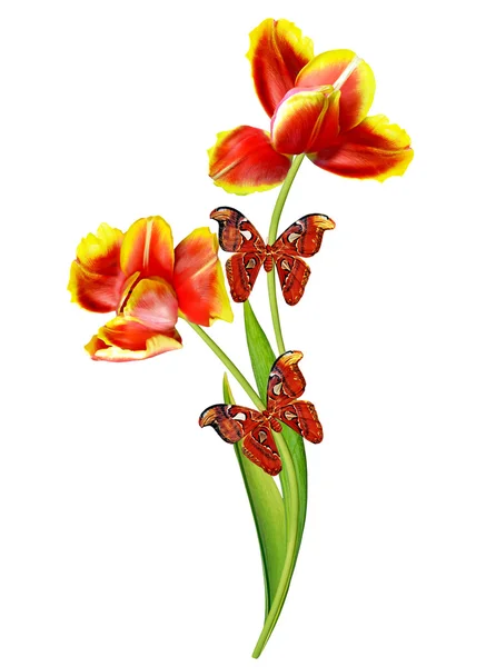 Flores da primavera tulipas isoladas no fundo branco — Fotografia de Stock