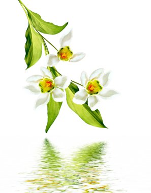 bahar beyaz zemin üzerine izole kardelen çiçek