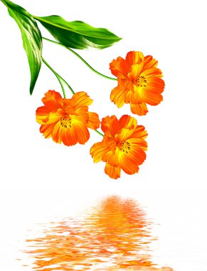 Beyaz arkaplanda izole edilmiş kozmos çiçekleri