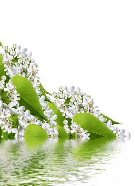 Bahar çiçek leylak; Beyaz arka plan üzerinde izole