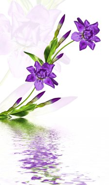 bahar çiçekleri Iris; Beyaz arka plan üzerinde izole