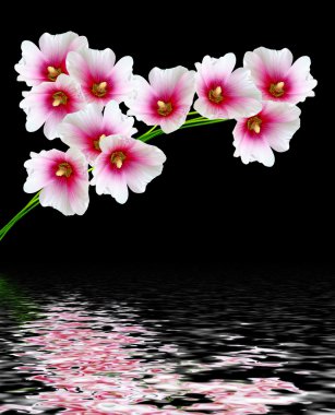 Siyah arka plan üzerine izole ebegümeci çiçekler