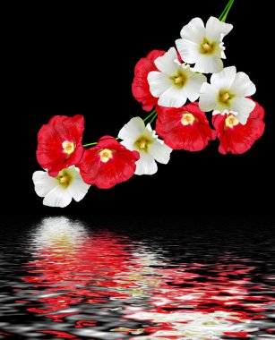 Siyah arka plan üzerine izole ebegümeci çiçekler