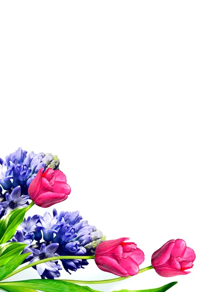Весенние цветы тюльпаны и гиацинты . — стоковое фото