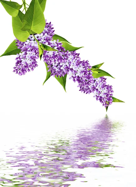 Spring flowers  lilac; isolated on white background — Stock Photo, Image