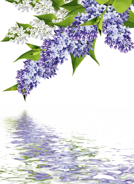 Весенние цветы сирень; изолированы на белом фоне — стоковое фото