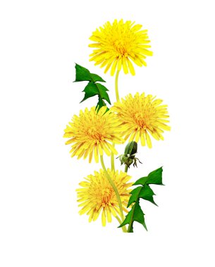 Karahindiba çiçekleri beyaz arkaplanda izole