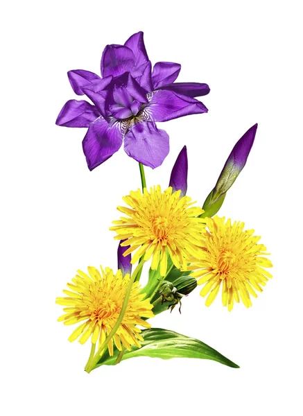 Frühlingsblumen Iris; isoliert auf weißem Hintergrund — Stockfoto