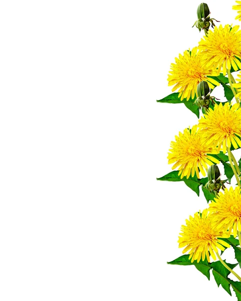 Karahindiba çiçekleri beyaz arkaplanda izole — Stok fotoğraf