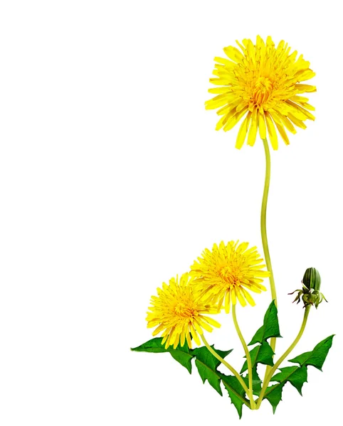 Dandelion flowers isolated on white background — Stock Photo, Image