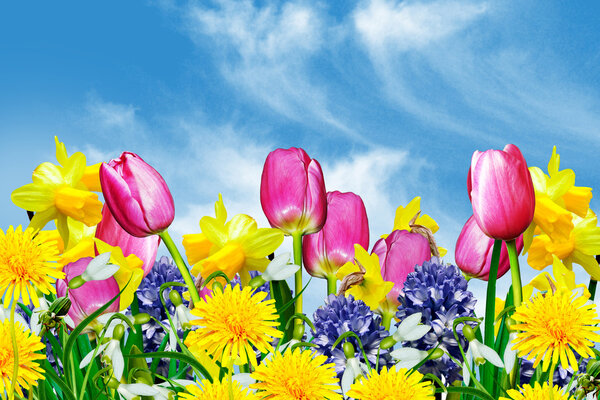 Весенние цветы на фоне голубого неба с облаками
