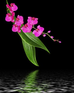 Siyah arka plan üzerine izole hassas orkide çiçekleri.