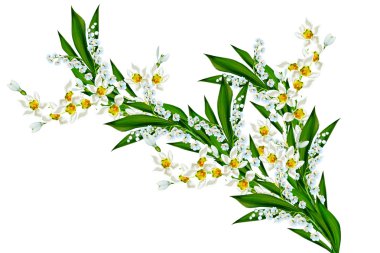 bahar beyaz zemin üzerine izole kardelen çiçek. 