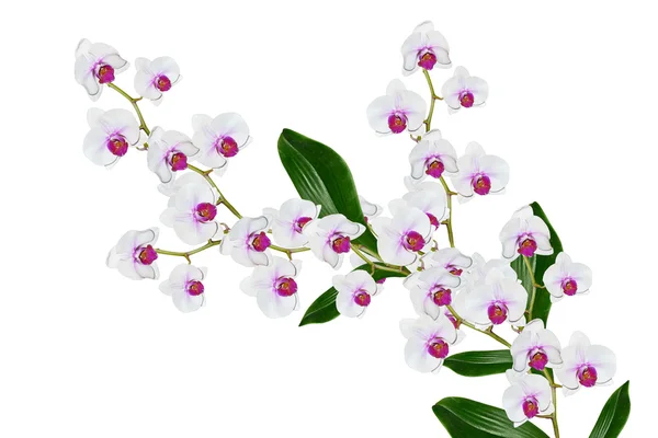 Цветок орхидеи на белом фоне. — стоковое фото