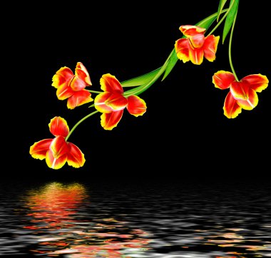 bahar çiçekleri siyah arkaplanda izole laleler. 