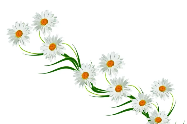 Daisies summer white flower isolated on white background — Stock Photo, Image