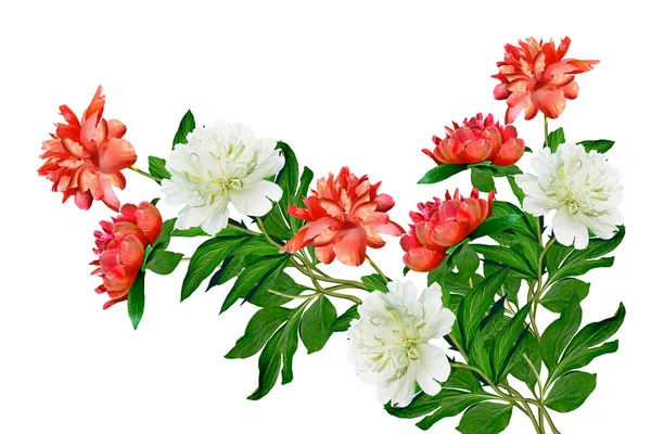 Piwonia kwiat na białym tle. — Zdjęcie stockowe