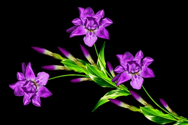 Lente bloemen iris geïsoleerd op zwarte achtergrond. mooie f — Stockfoto