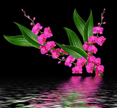 Siyah arka plan üzerine izole hassas orkide çiçekleri. 