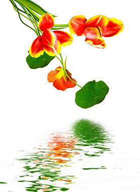 Beyaz arkaplanda izole edilmiş nasturtium çiçekleri