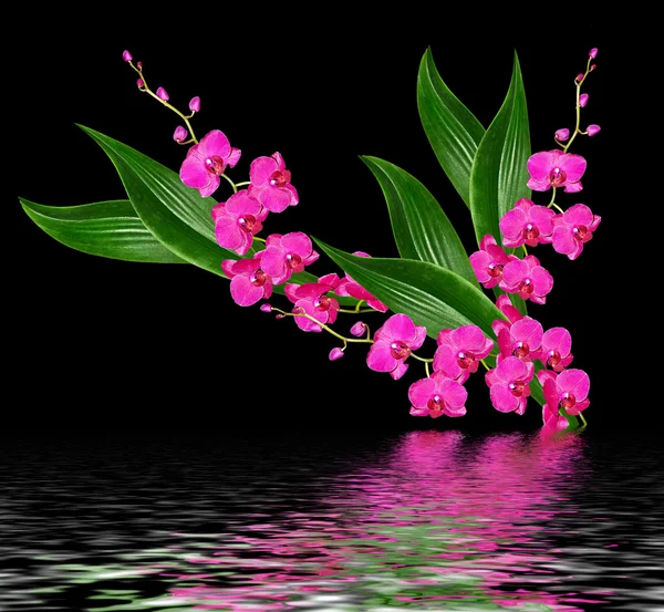 Siyah arka plan üzerine izole hassas orkide çiçekleri. 