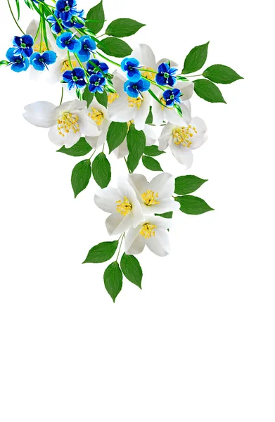 Gelsomino fiore bianco isolato su sfondo bianco — Foto Stock