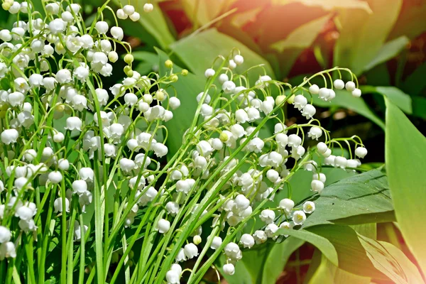 Blühende Maiglöckchen — Stockfoto