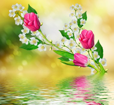 Beyaz Yasemin çiçeği. 