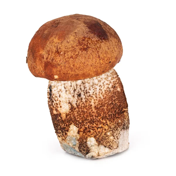 Orange Birch Bolete Close Edible Mushroom White Background — Stock Photo, Image