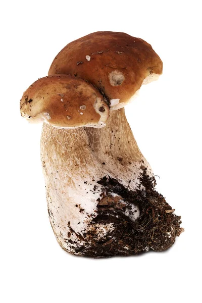 Porcini Mushroom White Makrofotografia Grzyba Białym Tłem — Zdjęcie stockowe