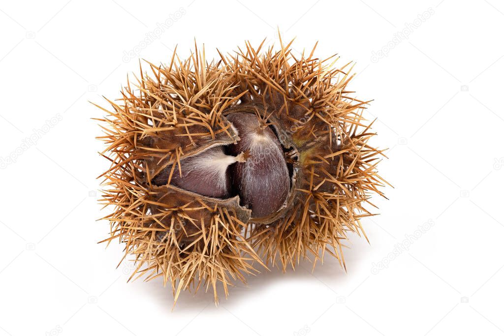 Sweet Chestnut Fruit, close up of fruit with shell on white background