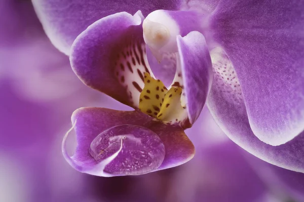 Orquídea Roxa Macrofotografia Cabeça Flor Tropical — Fotografia de Stock