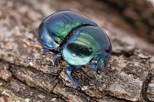 Beetle Macrophotography Extrem Close Insect Forest — Φωτογραφία Αρχείου