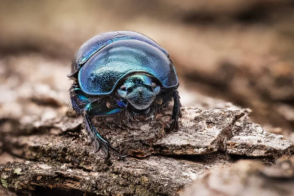 Escarabajo Macrofotografía Primer Plano Del Insecto Bosque — Foto de Stock