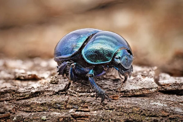 Escarabajo Macrofotografía Primer Plano Del Insecto Bosque — Foto de Stock