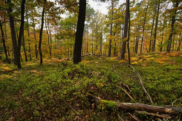 Bosque Otoño Bosque Colorido Con Árboles Plantas —  Fotos de Stock