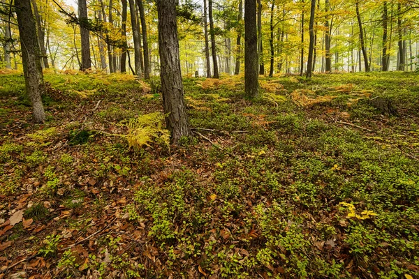 秋の森 木々や植物とカラフルな森 — ストック写真
