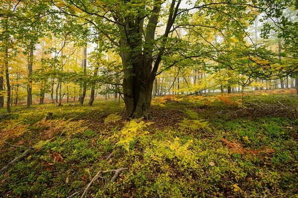 Forêt Automne Forêt Colorée Avec Arbres Plantes — Photo