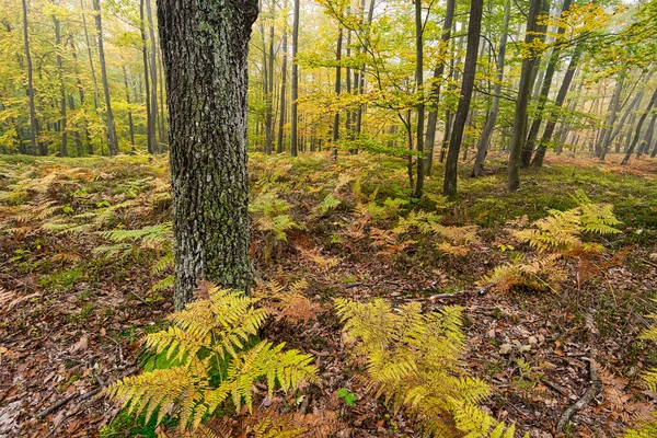 Bosque Otoño Bosque Colorido Con Árboles Plantas —  Fotos de Stock