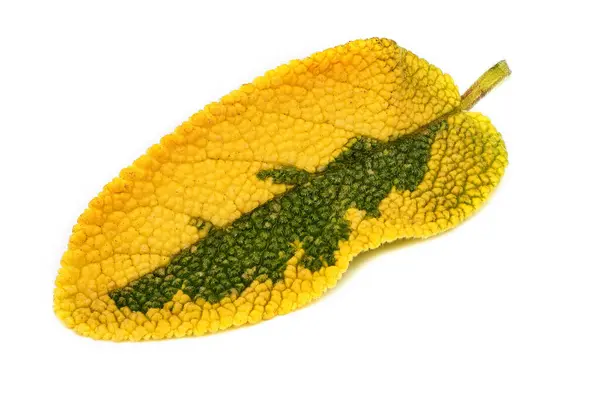 Salvia Leaf Golden Närbild Ört Vit Bakgrund — Stockfoto