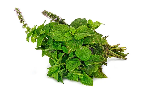 Mint White Background Close Scented Herb — Stock Photo, Image