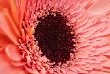 Gerbera Çiçeği Yakından, pembe çiçek kafanın stüdyo çekimi