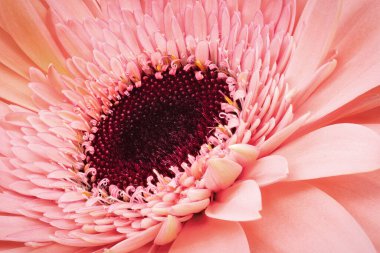 Gerbera Çiçeği Yakından, pembe çiçek kafanın stüdyo çekimi