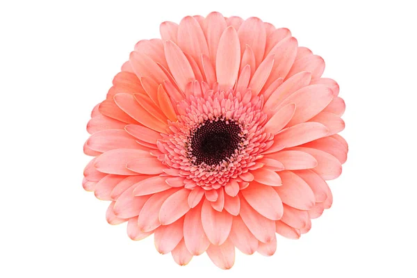 Gerbera Flower Close Estúdio Foto Cabeça Flor Rosa — Fotografia de Stock