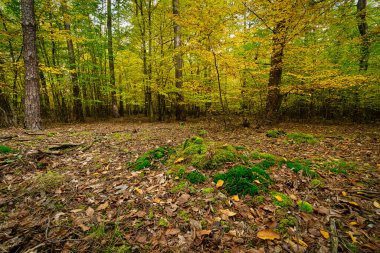 Yaprak döken ağaçlar Sonbahar, renkli yemyeşil ormanları