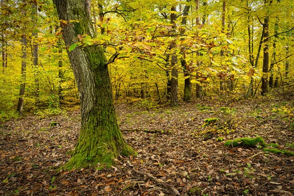 落葉樹色鮮やかな緑の葉を持つ秋の森 — ストック写真