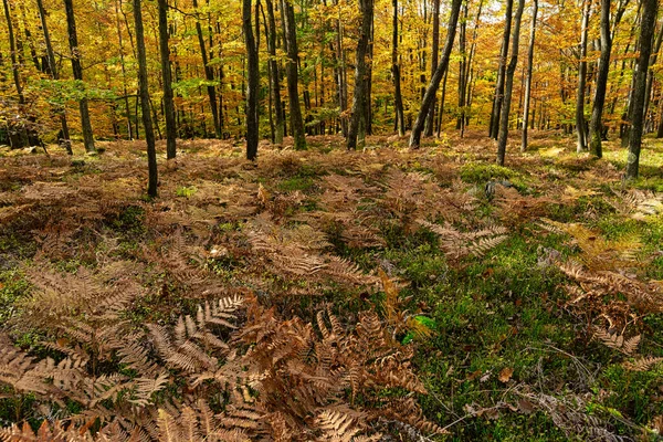 Arbres Feuilles Caduques Automne Forêt Feuillage Luxuriant Coloré — Photo