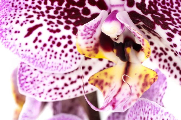 Macro Pourpre Orchidée Gros Plan Plan Studio Fleur Tropicale — Photo